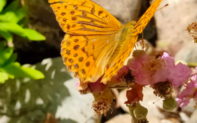 Intentie, affirmatie en sankalpa